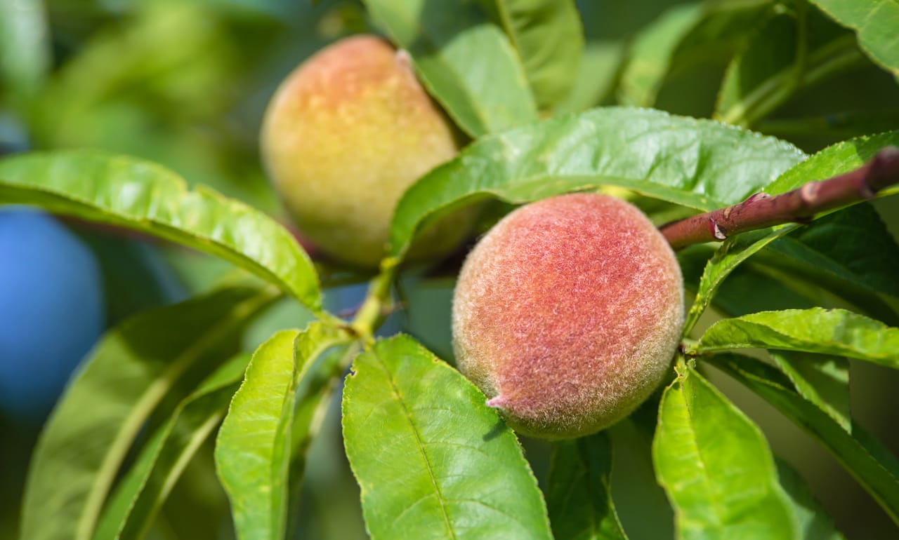 How to Quickly Ripen Fruits